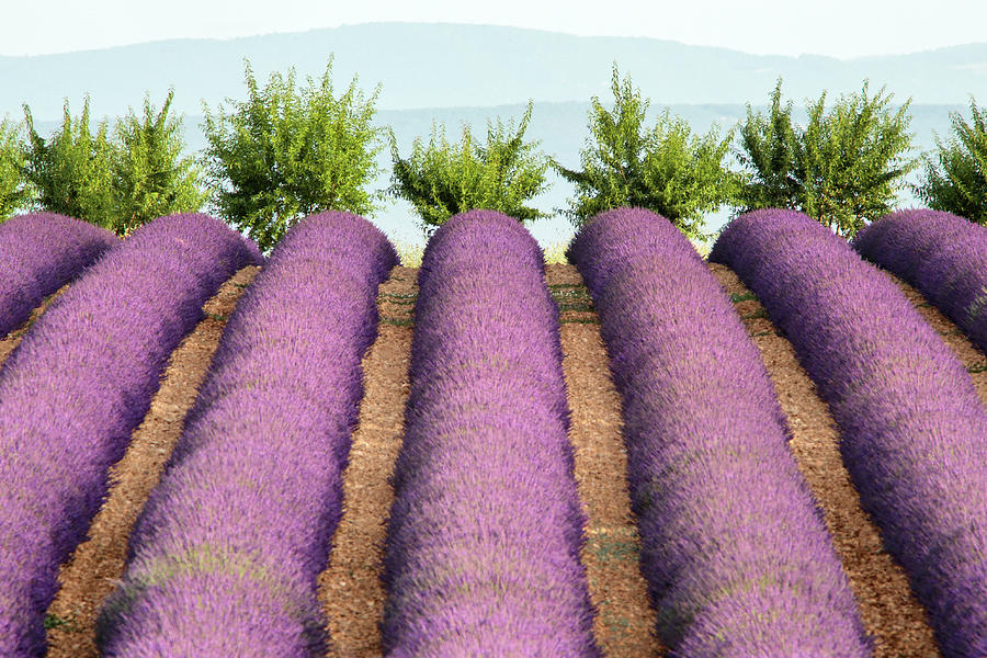 Rows Of Lavender With Trees On Top Of Photograph by Michele Berti