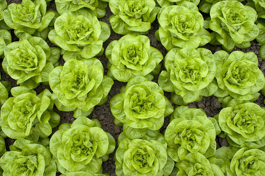 Rows Of Lettuce Photograph by Hans Slegers | Fine Art America