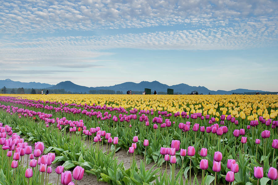 Rows Of Pink And Yellow Tulips At Farm Photograph by John & Lisa Merrill