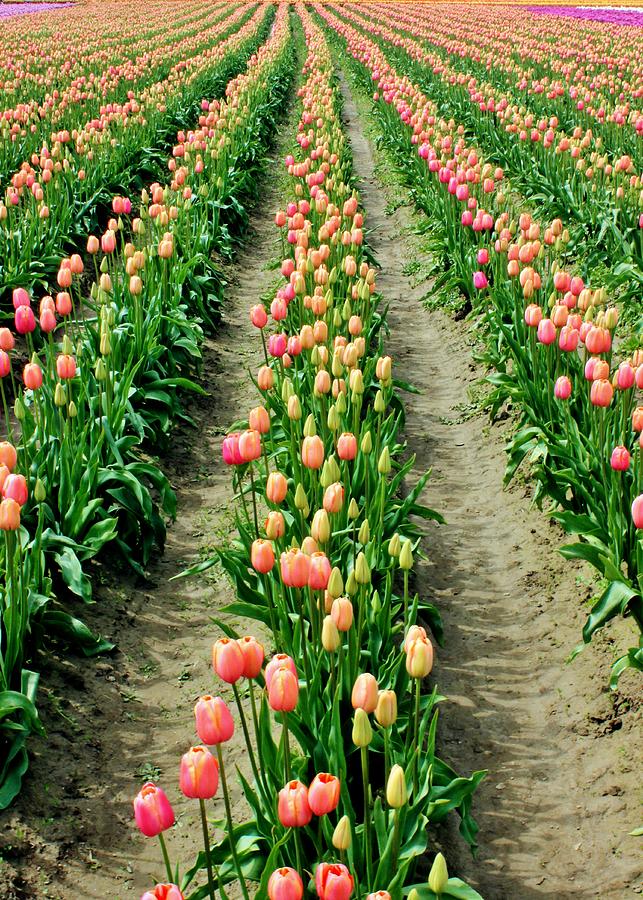 Rows of Pink Photograph by Benjamin Yeager