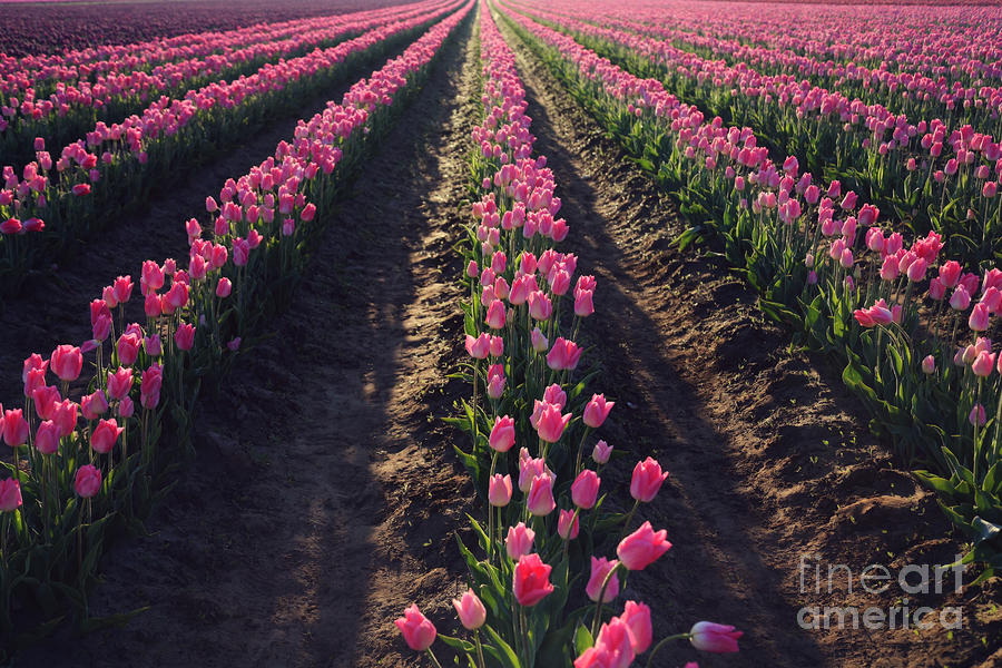 Rows Of Pink Photograph
