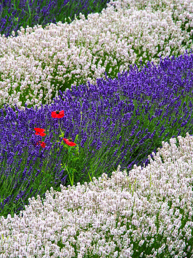 Rows of Purple and Poppies 2 Photograph by Eggers Photography