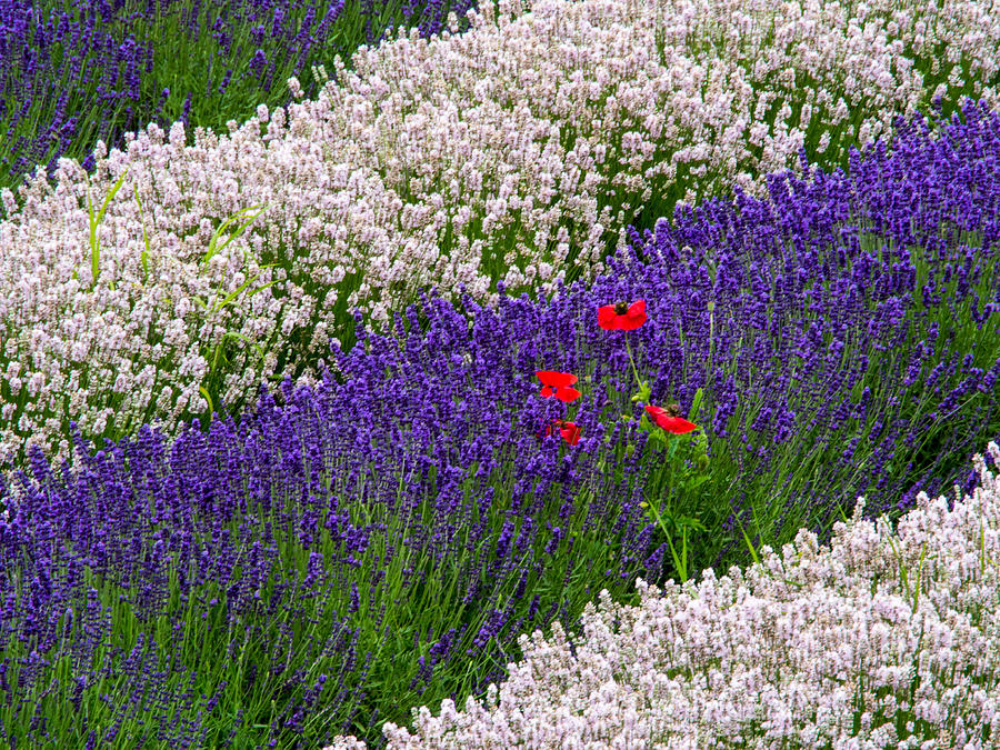 Rows of Purple and Poppies Photograph by Eggers Photography