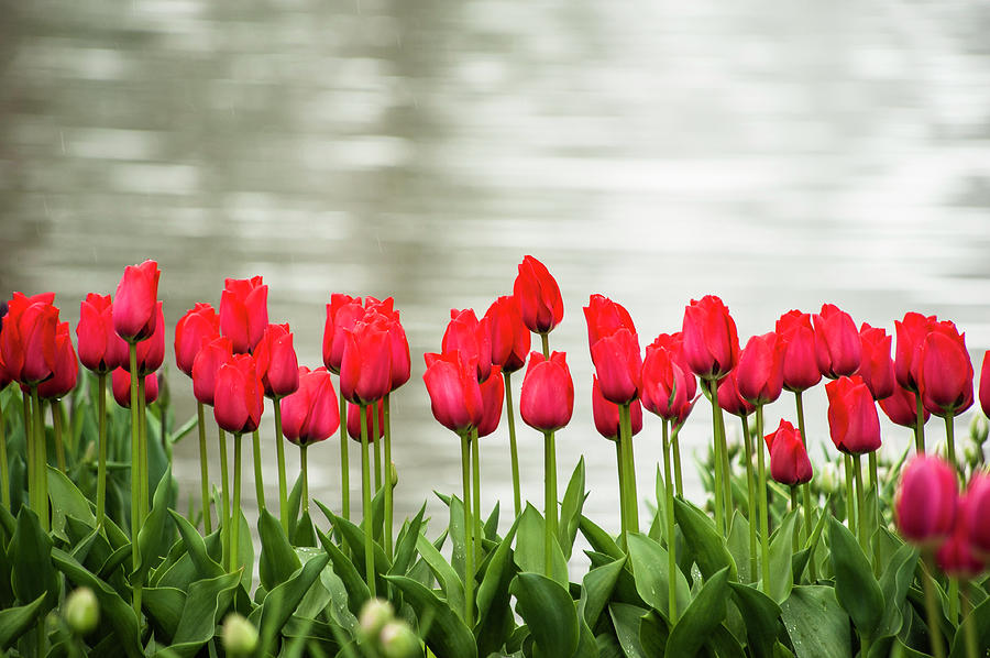 Flower Photograph - Rows Of Red Tulips Are Bright by Sheila Haddad