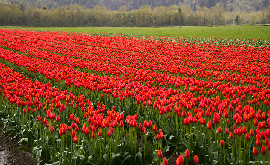Nature Photograph - Rows of Red Tulips by James Wheeler