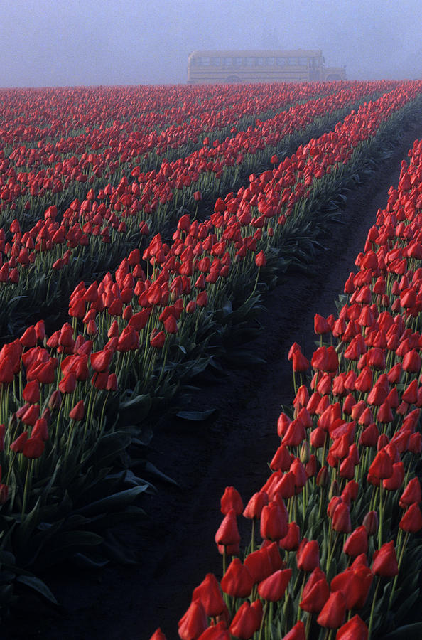 Rows of red tulips Photograph by Jim Corwin