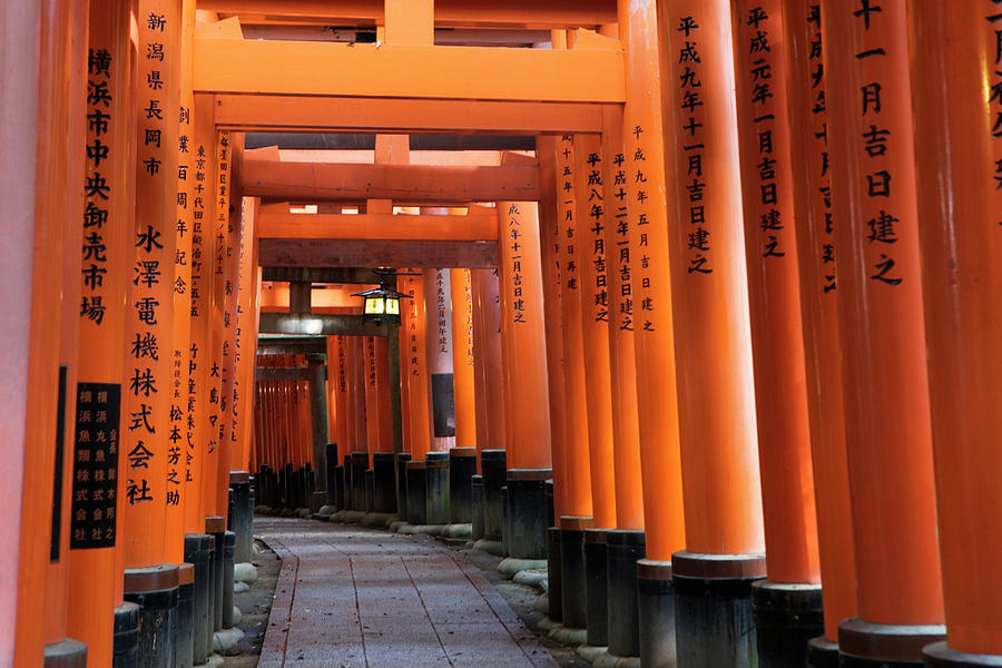 Rows Of Torii Gates At The Fushimi Photograph by Ron Koeberer | Fine ...