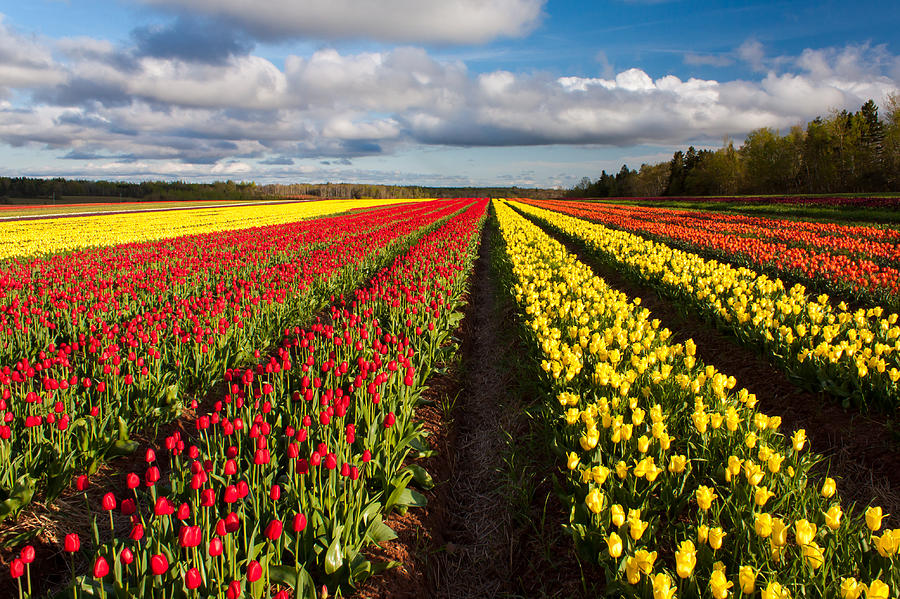 Rows of Tulips Photograph by Matt Dobson - Fine Art America