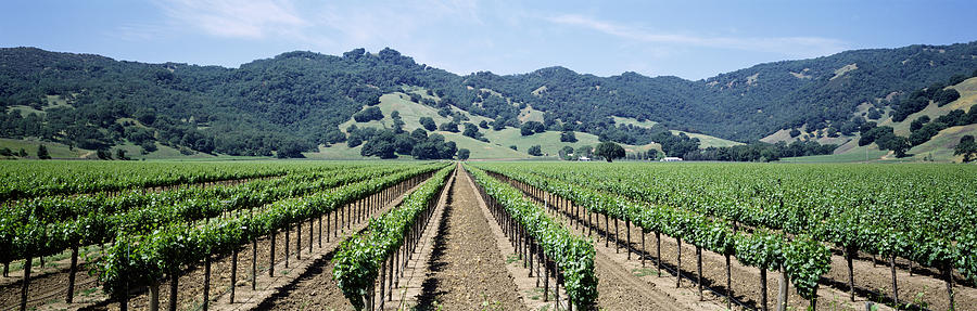Spring Photograph - Rows Of Vine In A Vineyard, Hopland by Panoramic Images