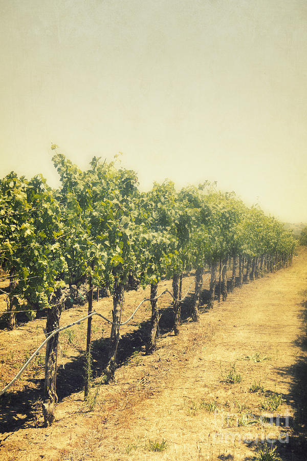 Rows of Vines Photograph by Margie Hurwich