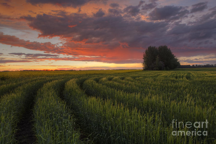 Summer Photograph - Rows of Wheat by Dan Jurak