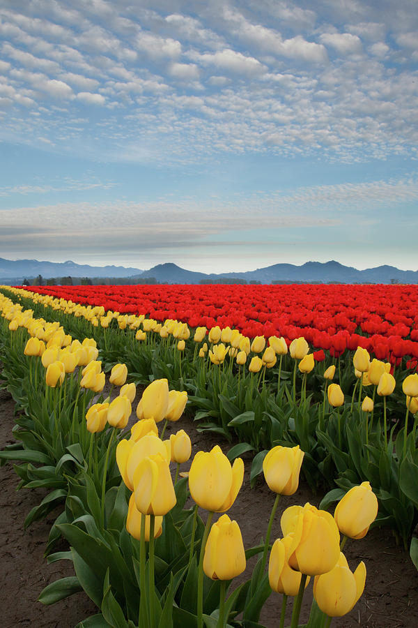 Rows Of Yellow And Red Tulips At Farm Photograph by John & Lisa Merrill