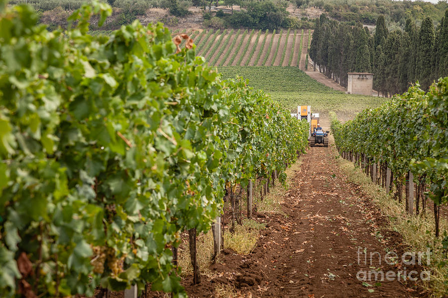 Rows On Vines With A Mechanical Harvester In The Distance Harves Photograph by Peter Noyce