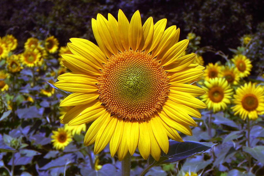 Roxanna Sunflower Photograph by Bill Swartwout