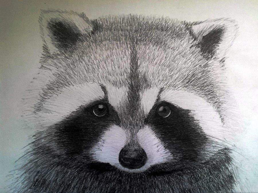 Wildlife Drawing - Roxy by Becca Miller