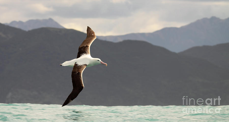 Royal Albatross Flying Among Mountains Photograph by Max Allen