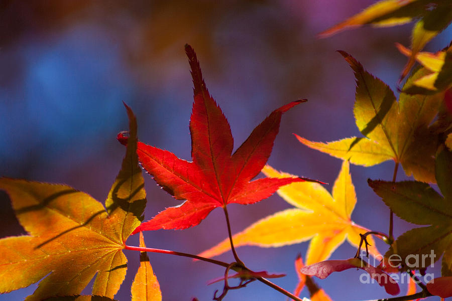 Royal Autumn B Photograph By Jennifer Alba - Fine Art America