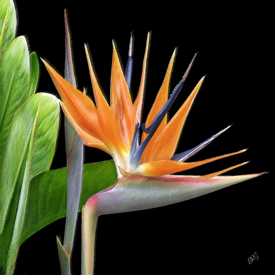 Nature Photograph - Royal Beauty I - Bird Of Paradise by Ben and Raisa Gertsberg