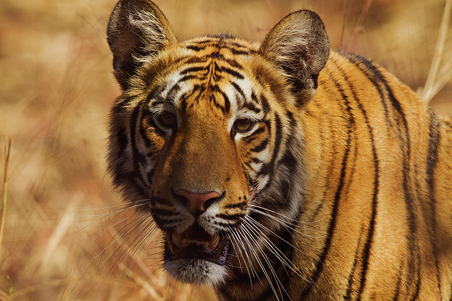 Royal Bengal Tiger, A Close Up, Tadoba Photograph By Jagdeep Rajput 