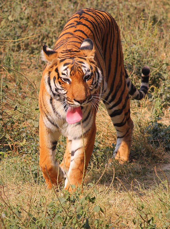 Royal Bengal Tiger Photograph by Arsh Photography
