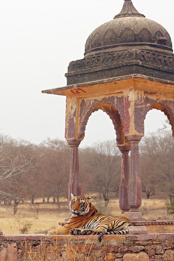 Architecture Photograph - Royal Bengal Tiger At The Cenotaph by Jagdeep Rajput