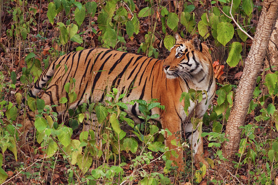 Royal Bengal Tiger In The Sal Forest Photograph By Jagdeep Rajput 