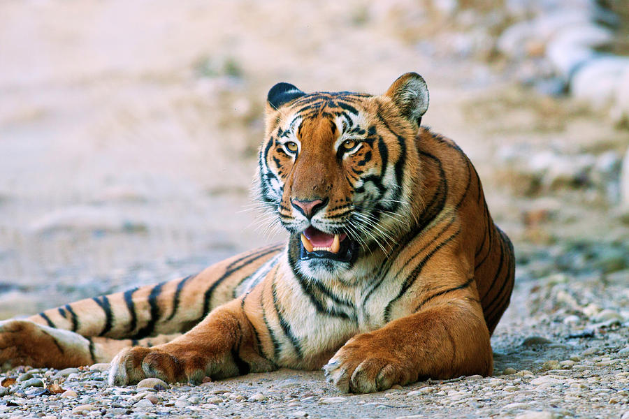 Royal Bengal Tiger (male by Jagdeep Rajput