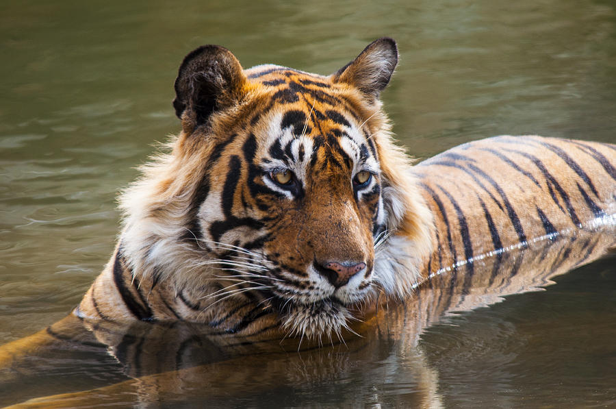 Cat Photograph - Royal Bengal Tiger by Manjot Singh Sachdeva