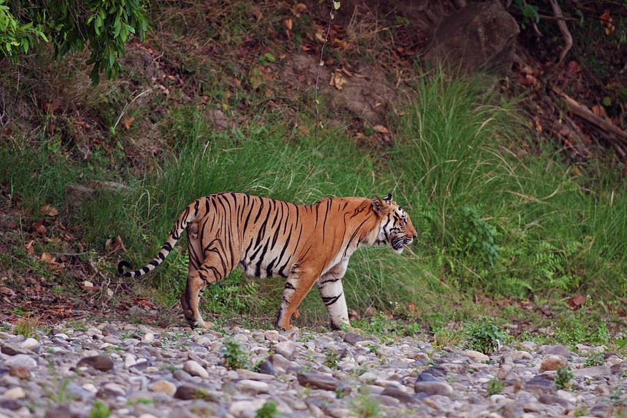 Jungle Photograph - Royal Bengal Tiger On The Riverbed by Jagdeep Rajput
