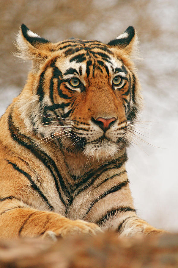 Royal Bengal Tiger On The Rock Photograph by Jagdeep Rajput - Fine Art ...