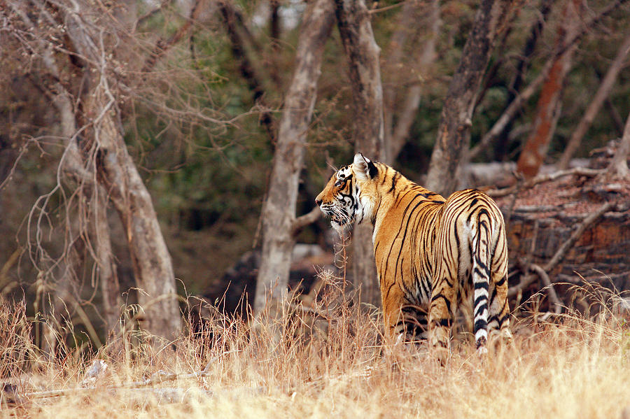 Royal Bengal Tiger Walking Around It's Photograph by Jagdeep Rajput ...