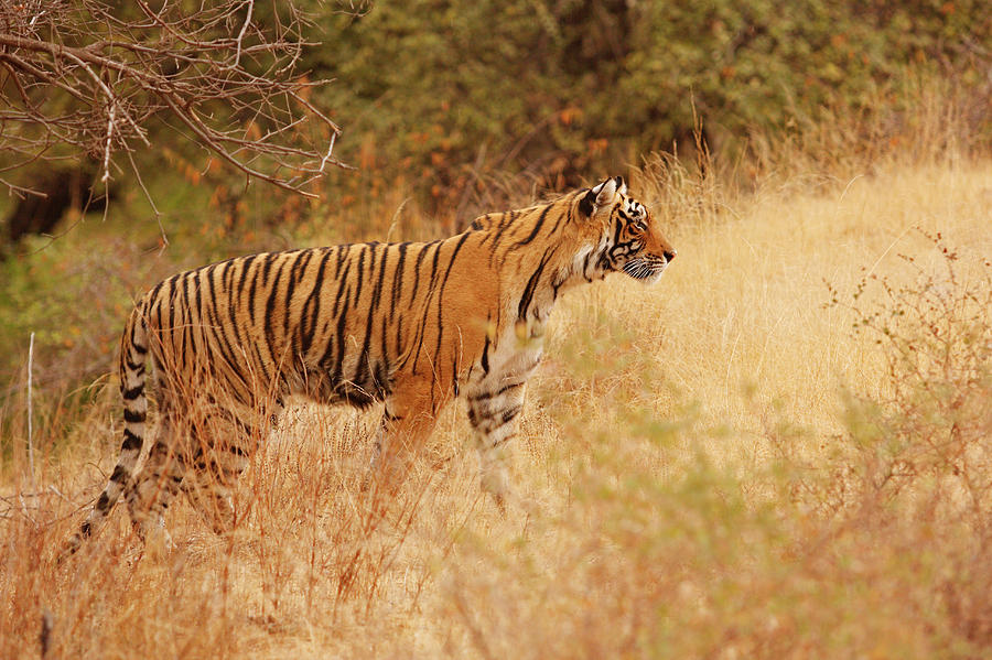 Royal Bengal Tiger Watching Photograph by Jagdeep Rajput - Fine Art America