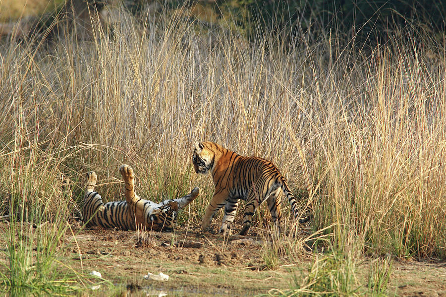 Animal Photograph - Royal Bengal Tigers Playing by Jagdeep Rajput