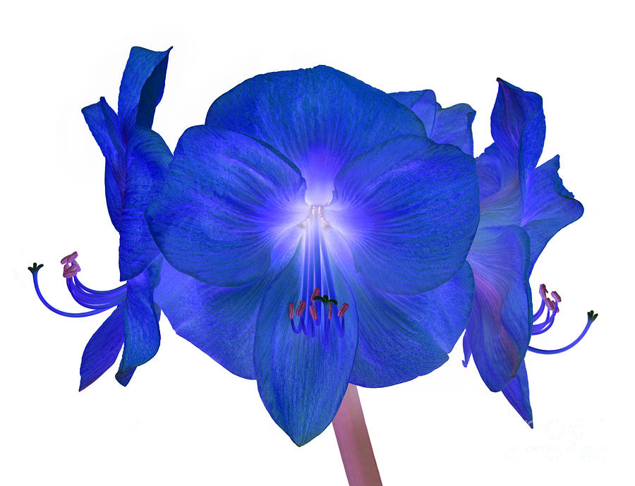 Blue Photograph - Royal blue amaryllis on white by Rosemary Calvert