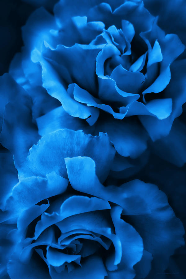 Nature Photograph - Royal Blue Roses by Jennie Marie Schell