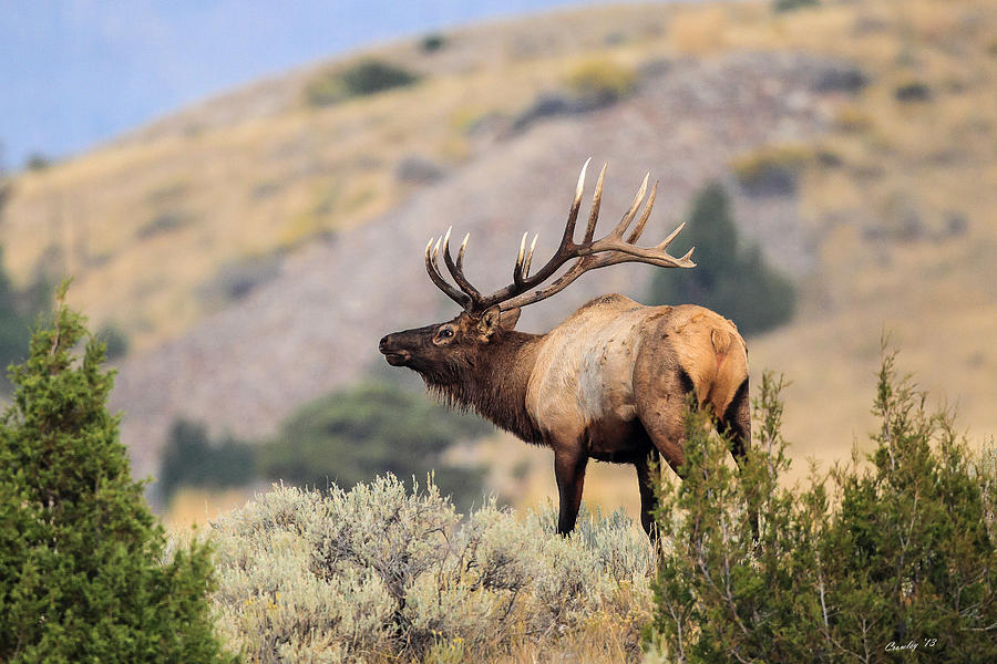 Royal Bull Photograph by Keith R Crowley - Fine Art America