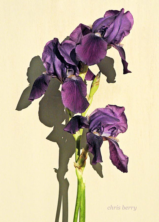 Royal Purple Iris Still Life Photograph by Chris Berry