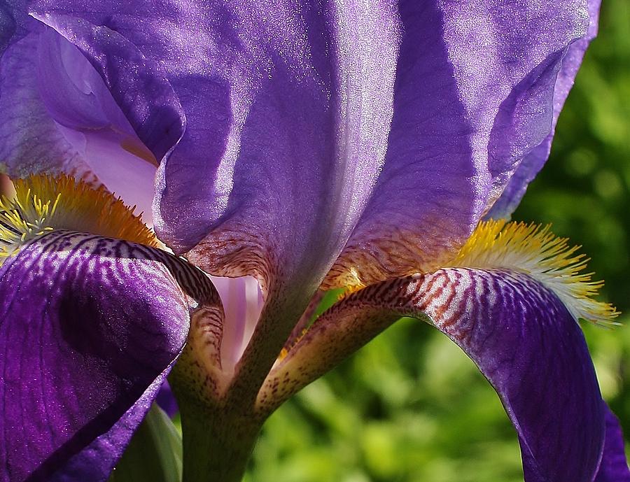 Iris Photograph - Royal Delight by Bruce Bley