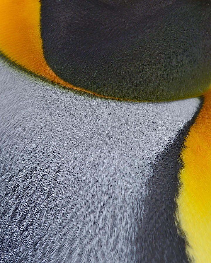 Penguin Photograph - Royal Feathers by Tony Beck