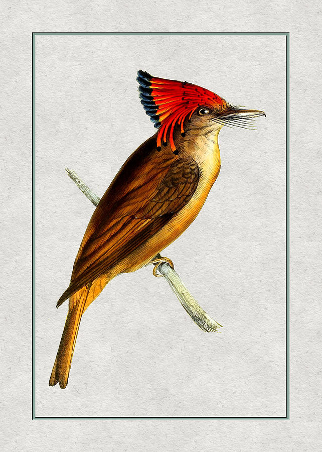 Royal Flycatcher Vertical Painting by Elaine Plesser