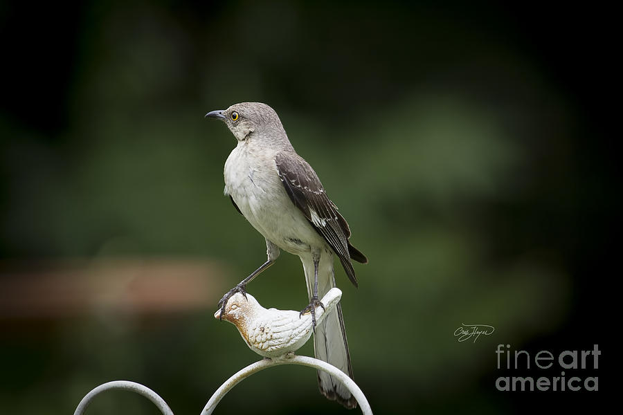 Nature Photograph - Royal Mockingbird by Cris Hayes