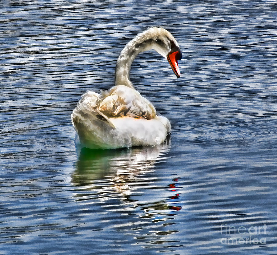 Royal Muted Swan Swimming on Lake Eola Photograph by Diana Raquel Sainz