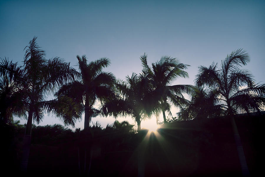 Sunset Photograph - Royal Palm Sunset by Chris Reed