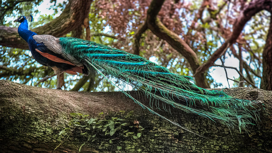 Feather Photograph - Royal Peacock by Karen Wiles