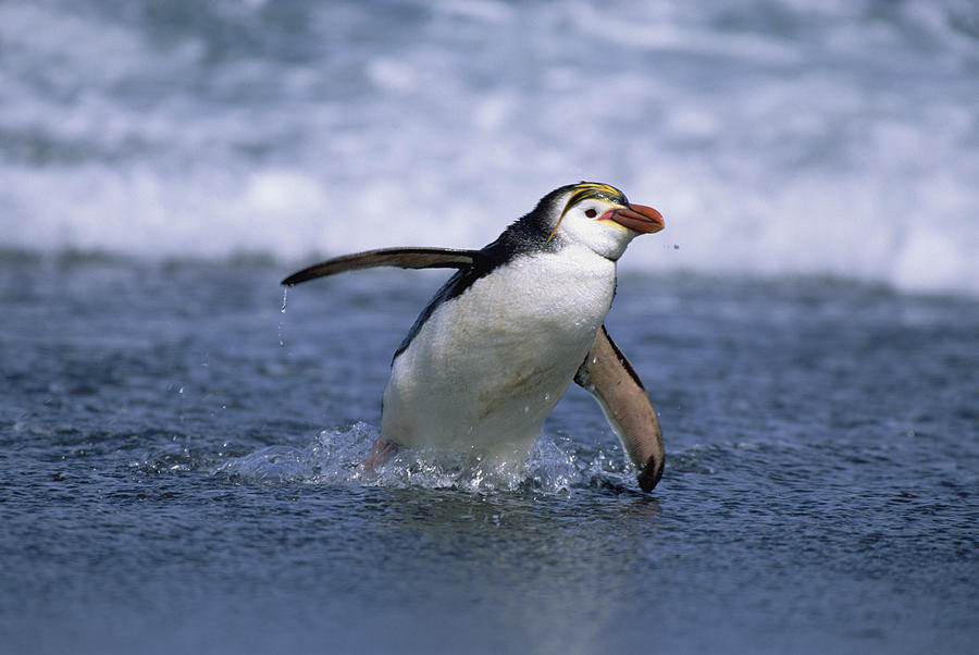 Royal Penguin Coming Ashore Macquarie Photograph by Konrad Wothe
