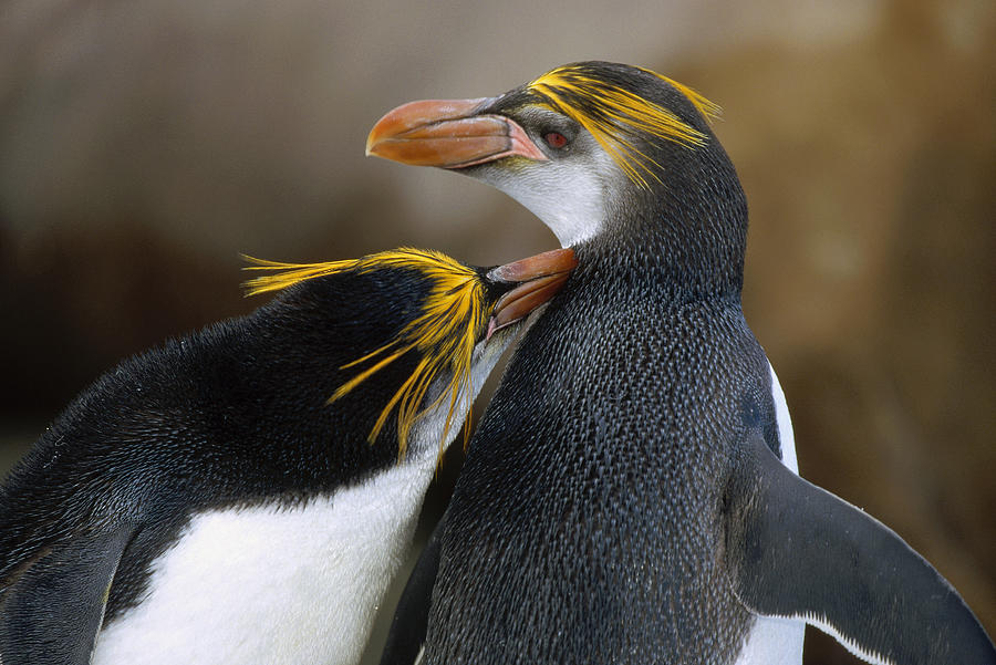 Royal Penguin Couple Courting Photograph by Konrad Wothe