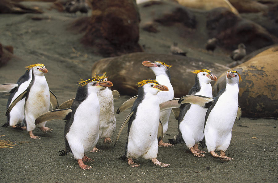 Royal Penguin Group On Beach Macquarie Photograph by Konrad Wothe