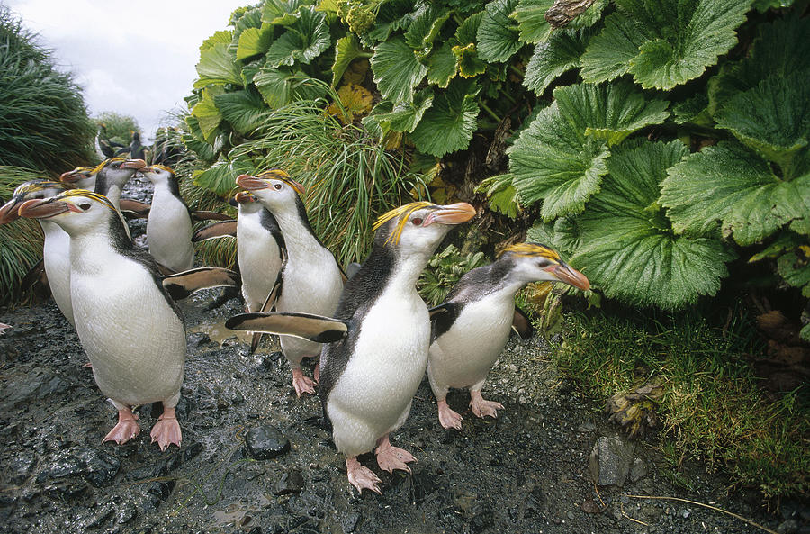 Royal Penguin Group Walking To Colony Photograph by Tui De Roy