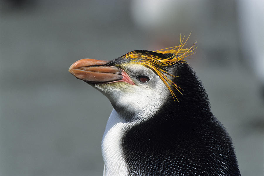 Royal Penguin Macquarie Isl Antarctica Photograph by Konrad Wothe