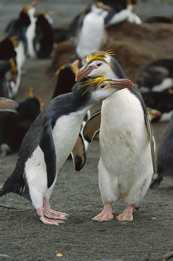 Royal Penguin Pair Macquarie Isl Photograph by Konrad Wothe